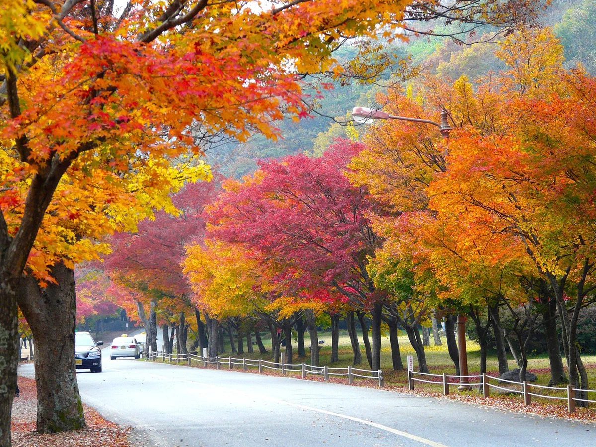 내장산 일주문에서 내장사로 이어지는 단풍터널 실사 사진
